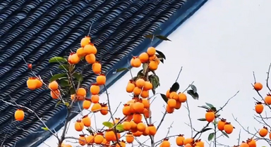 柿子与白墙同框 中式意蕴拉满